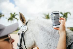 Maximize Fitness at Any Level of Equestrian Sport by Hylofit