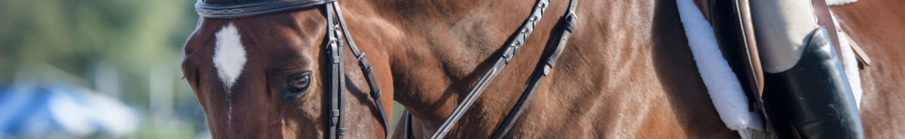 EHBR6R Intimate moment with horse and teenage girl at Hunter jumper show competition